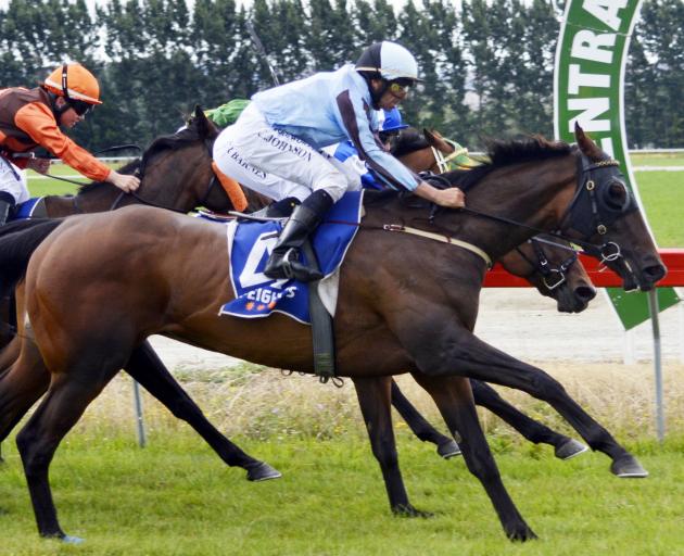 Indiana Pearl and Chris Johnson prevail in a hotly contested finish to  the  Clare Memorial Gold...