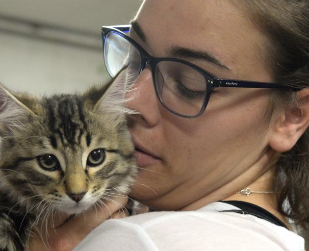 Dunedin PhD student Kate Fahey checks out one of the kittens on offer for adoption at the Animal...