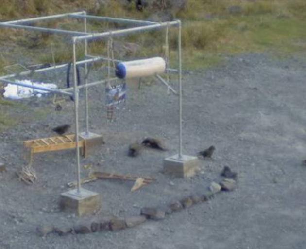 The gym to keep kea entertained. Photo: NZ Herald/ Supplied