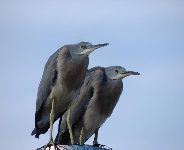 A fledgling pair of blue herons have been visiting Galloway in Central Otago during the past...