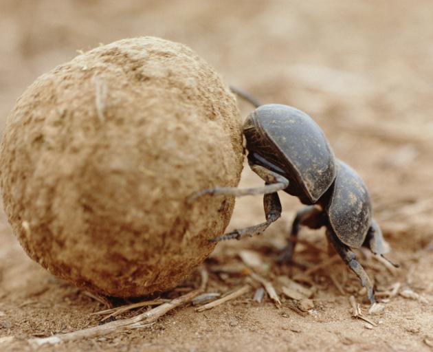 Dung beetle. Photo: Getty