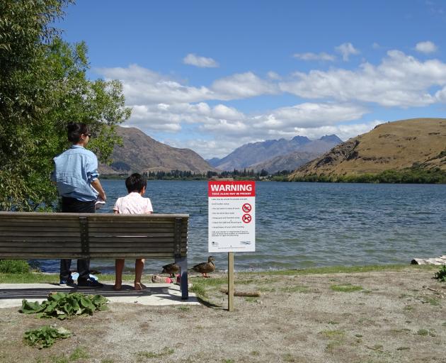 The Otago Regional Council erected signs around Lake Hayes yesterday advising against recreational swimming after cyanobacterial scums, which can be harmful to humans and animals, were found in the lake. Photo: Tracey Roxburgh