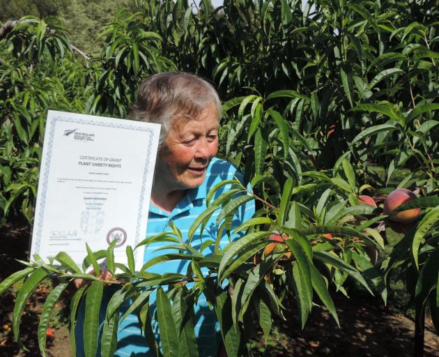 Georgetown orchardist Helen Brookes, holding the certificate acknowledging plant variety rights, inspects this year's crop of "Sweet Perfection'' peaches. Photo: Sally Brooker