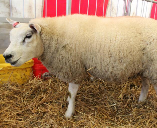 One of the Beltex sheep on show at the field days stands in the pen waiting to be examined by members of the public. Photo: Nicole Sharp