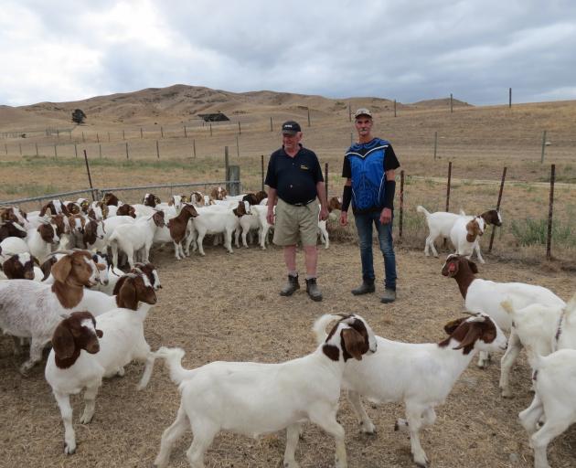 Shingle Creek Chevon shareholders Tony Grayling and Wyn Cruickshank, draft Boer goats at Chatto Creek recently for an overseas shipment. Photo: Yvonne O'Hara