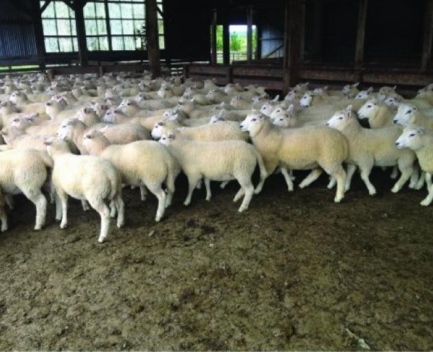 Avalon Ultimate lambs. Photos: Supplied