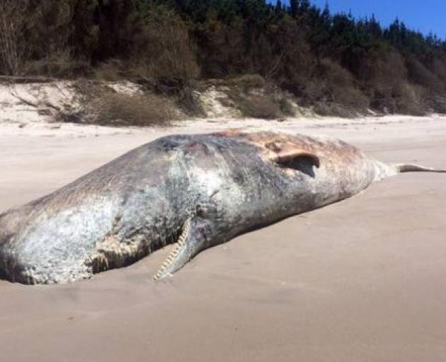 The dead sperm whale was found on Papamoa Beach yesterday. Photo: John Howlett