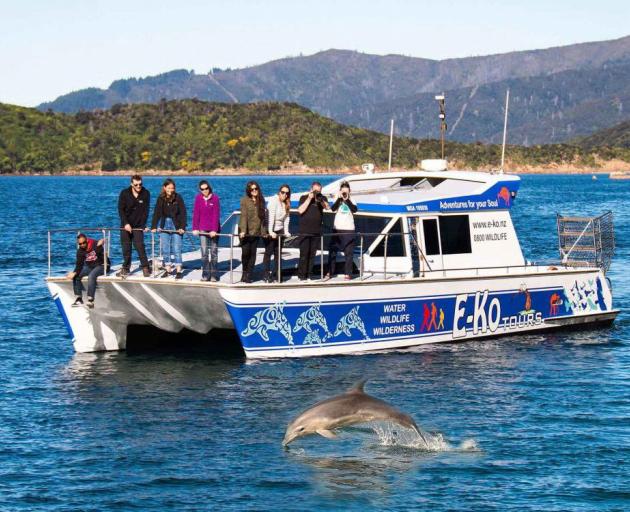 E-Ko Dolphin tours in the Marlborough Sounds. Photo: Russell Street