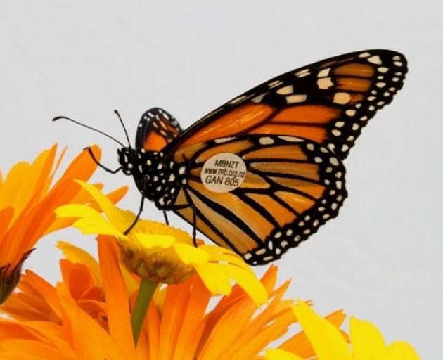 Monarch butterflies are simply beautiful - but rare in Dunedin this year, according to Jacqui Knight, of the Monarch Butterfly NZ Trust. Have you seen any? Here's one with its tag. Photo: Anna Barnett