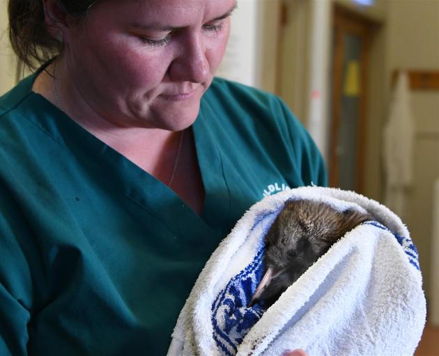 Wildlife vet Dr Lisa Argilla holds the world's rarest kiwi, a Haast kiwi, as the bird checks in for treatment at Dunedin Wildlife Hospital. Photo: Craig Baxter