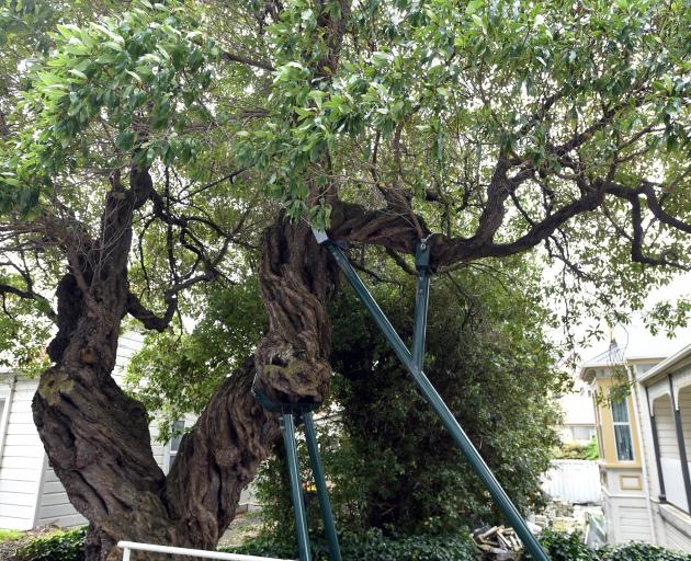 The Clyde St ngaio on its "walking sticks". Photos: Gregor Richardson
