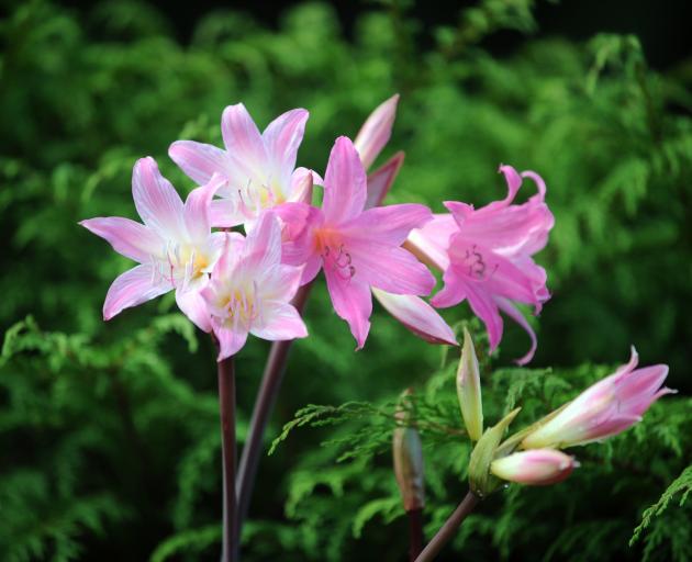 Amaryllis Belladonna. Photo: Christine O'Connor