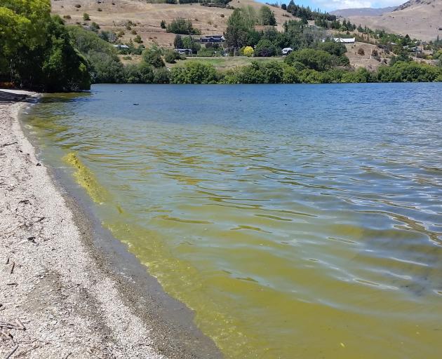 Cyanobacteria, or blue-green algae, photographed in Lake Hayes yesterday. Test results show the level of cyanobacteria in the water is at levels eight times higher than government guidelines indicate for safe recreational swimming. Photo: Otago Regional C