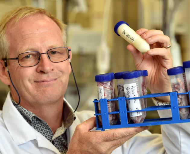 University of Otago Prof Russell Frew holds a milk sample, and a tray of meat samples. Photo: Peter McIntosh