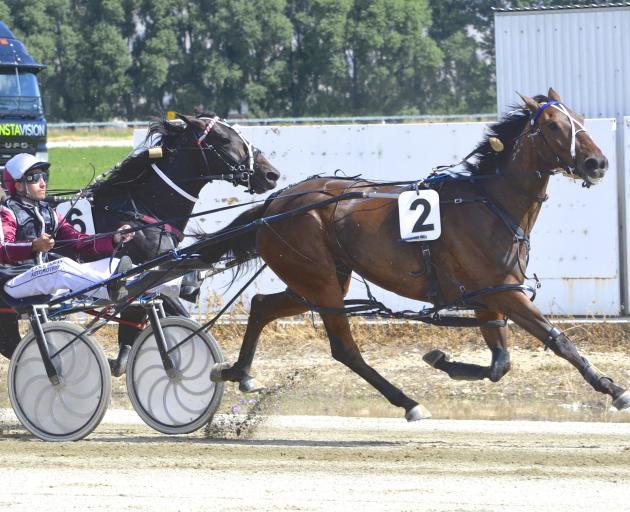 Tiger Thompson scores a career-best win in the group 3 Central Otago Cup for driver Matthew Williamson. Photo: Jonny Turner