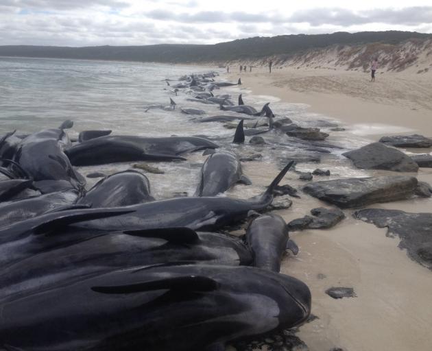 Over 150 short-finned pilot whales have beached themselves in Western Australia. Photo: Western...