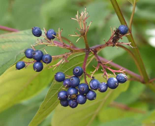 Cornus amomum