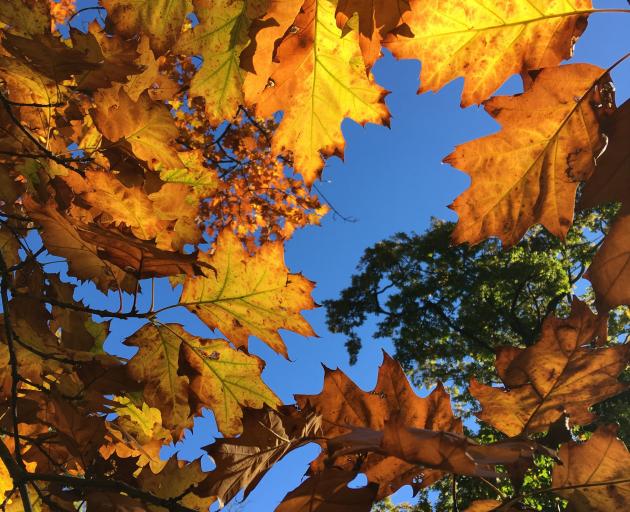 Oak leaves in Little Hagley Park, Christchurch. PHOTO: PAUL GORMAN