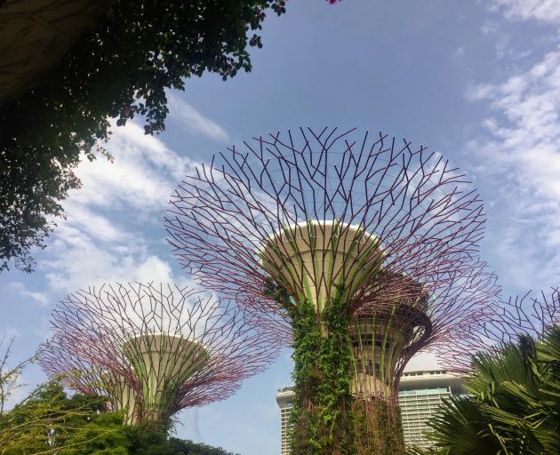 A canopy of solar-powered ‘‘super trees’’ at Gardens by the Bay. PHOTOS: FREDERIQUE GULCHER