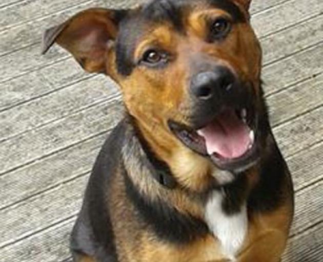 Dogs Dying Mysteriously In Thames Otago Daily Times Online
