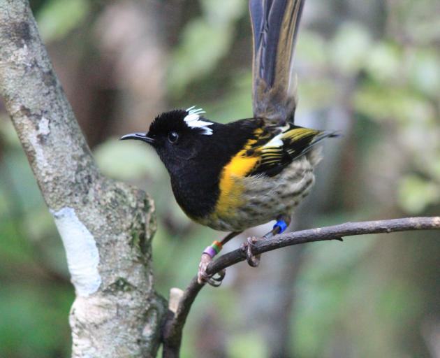 A male hihi or stitchbird perches on a branch. PHOTO: ALEX KNIGHT