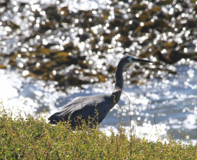 A white-faced heron walks through long grass at Katiki Point. PHOTO: HAMISH MACLEAN