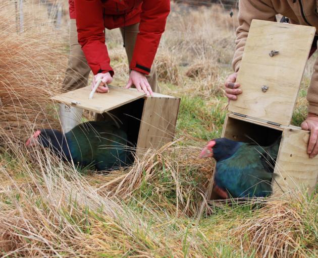Takahe transported in a box made by Otago Corrections Facility prisoners, are released. Photos:...