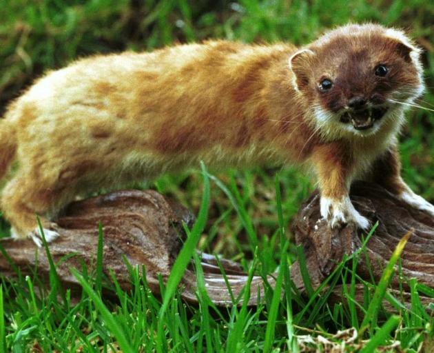 The success of trapping operations for pests such as stoats has been described as ``fantastic''....