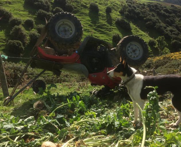 Hillend farmer Douglas Jack’s dog Mindy watches over her owner’s quad bike after it rolled last...