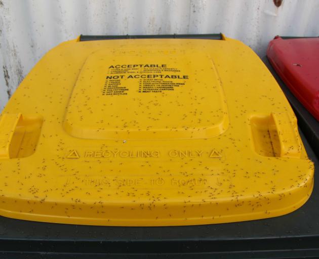 Lloyd Pearson also compared aphid density on top of three wheelie-bin lids. The yellow, recycling...