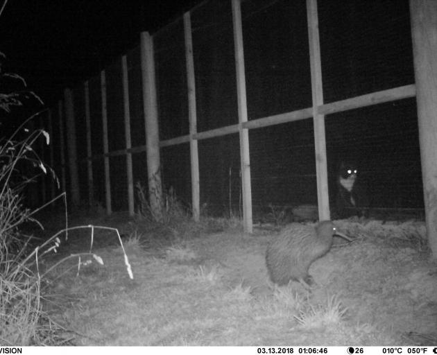 Conservation manager Elton Smith says the fence is "very cat-proof". Image: Orokonui Ecosanctuary