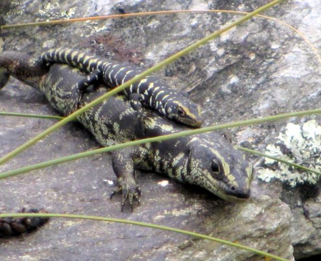 A number of Otago skinks, native to Macraes Flat, near OceanaGold's mine, now thrive at Orokonui....