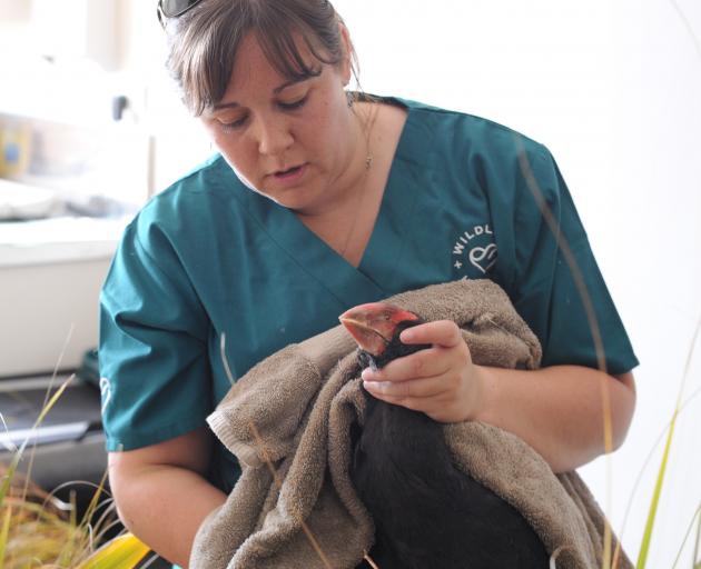 Angelina Martelli and Widget the takahe at the Dunedin Wildlife Hospital earlier this year. PHOTO...