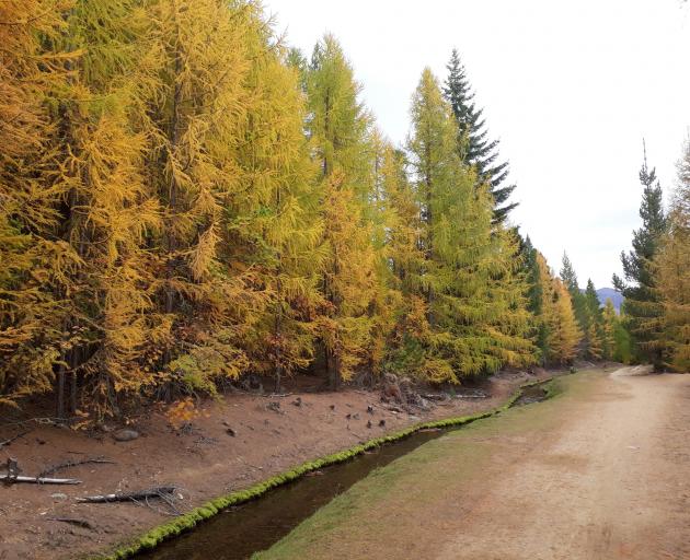 Larches fringe the Naseby water race. PHOTO: PETE SMITH