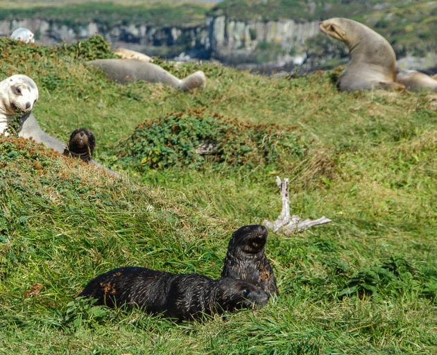 Sea lion mothers tend their pups in the tussock on Auckland Islands. Photo: Getty Images