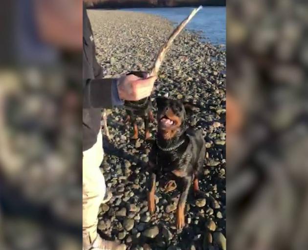 Footage of the two rottweilers involved in an attack on an Autistic man in Winton yesterday....
