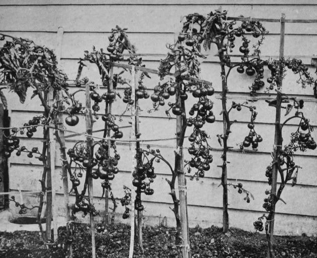 Ripe, outside-grown tomatoes, pictured on May 14, bear testimony to the genial Roslyn climate this year. - Otago Witness, 19.6.1918. 