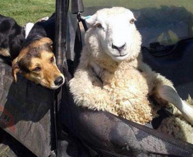 Taupo farmer Josh Jackson's sheep relaxes in the front seat. Photo: Supplied
