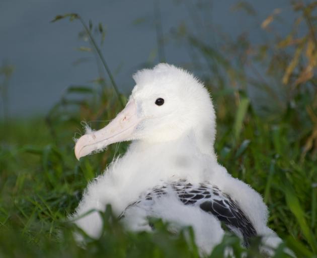 Newly named webcam albatross chick Amiria rests at Taiaroa Head. Photo: DOC