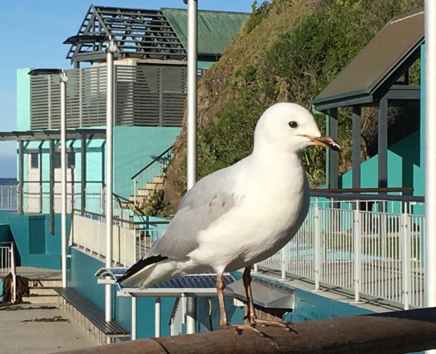 The bacon-snatching gull at St Clair. PHOTO: PAUL GORMAN
