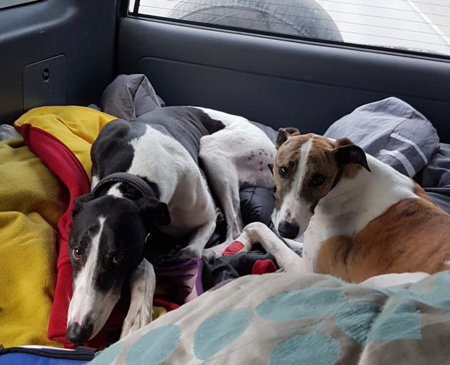 A happy Turbo (right) heads back to Christchurch with brother Aston after being found two days...