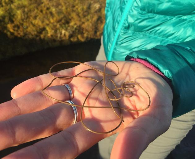 A new species of hairworm found on the Rock and Pillar Range. Photo: Brenah Hearne