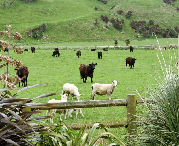 About 24% of the country's native vegetation cover is estimated to be on sheep and beef farms....