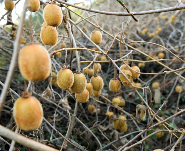 When you think kiwifruit, warmer parts of the country tend to come to mind. But this amazing vine, covering about the size of a tennis court, is in Ravensbourne. Photo: Stephen Jaquiery