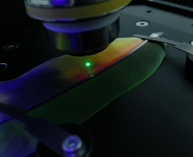 A laser probes a parrot feather, showing its pigment components. Photos: Jonathon Barnsley