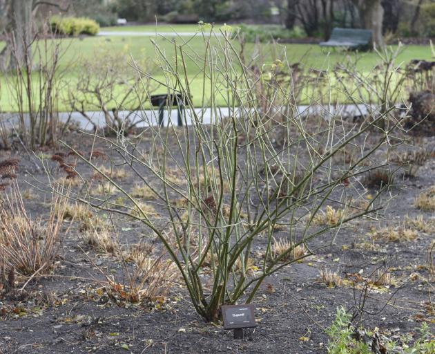 Dunedin Botanic Garden is running a rose pruning demonstration in conjunction with the Otago Rose...