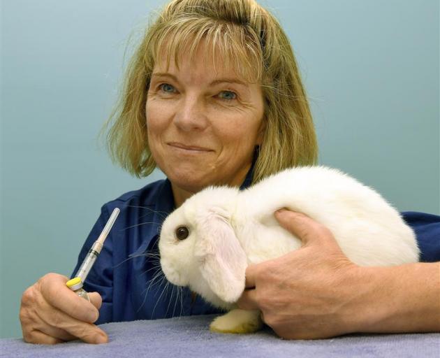 Dunedin veterinarian Dr Sally Willox pushes the message for rabbit vaccinations. PHOTO: STEPHEN...