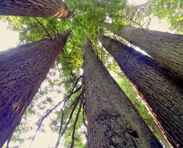  It is mesmerising just how far California’s colossal redwood forests stretch. PHOTOS: MIKE...