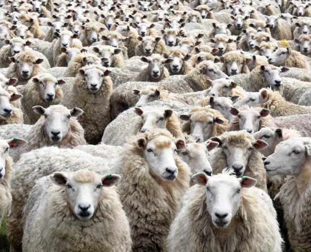 Weaned lambs near Milton in December. Lambs are fetching record prices this month. Photo: Stephen Jaquiery