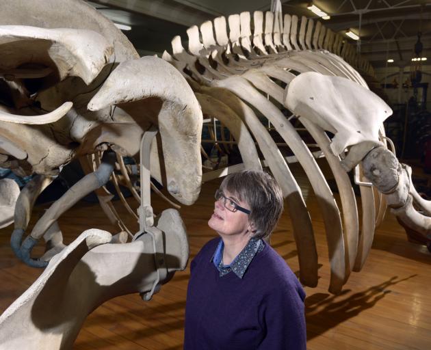 Dunedin historian Rosi Crane looks up at the Otago Museum's 16m-long juvenile fin whale skeleton,...